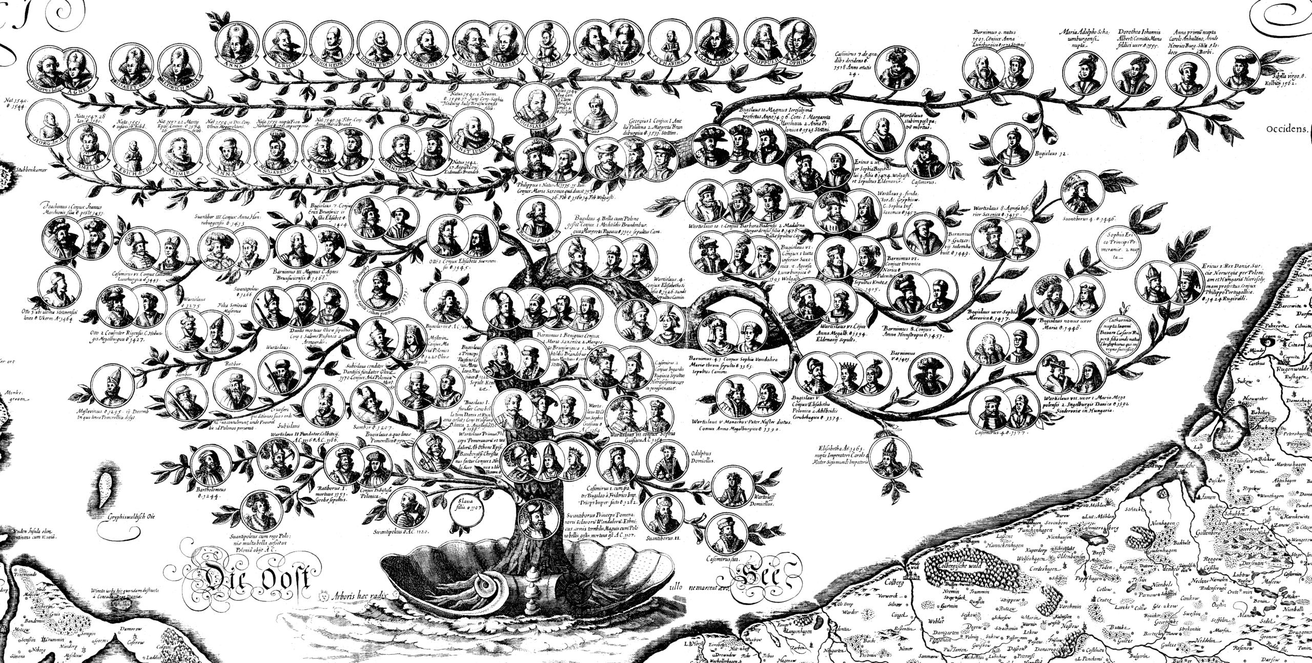 Drzewo genealogiczne Gryfici z Lubinusa